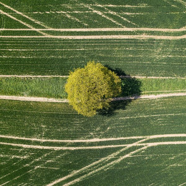 Drone view of tree in field