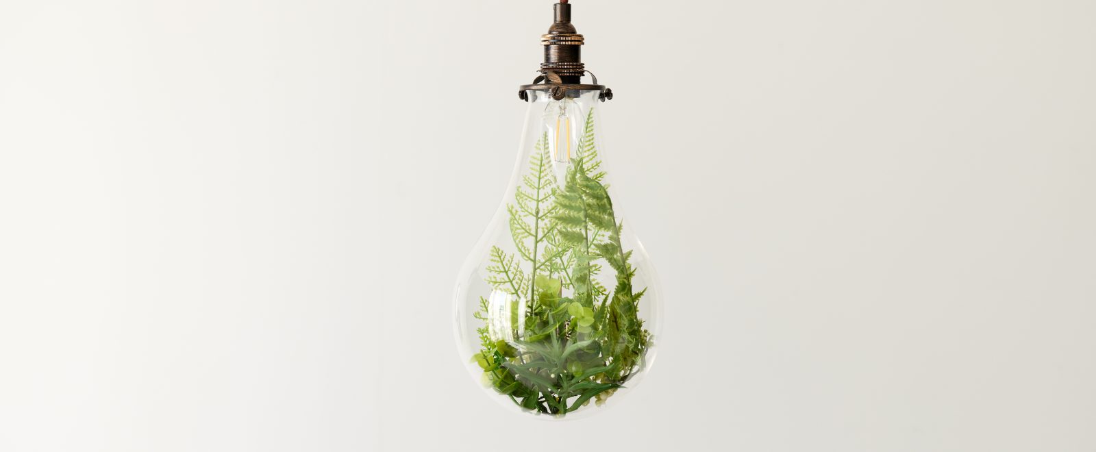 A photo of plants in a light bulb. Figurative visuals of green power, renewable energy and environmental protection.