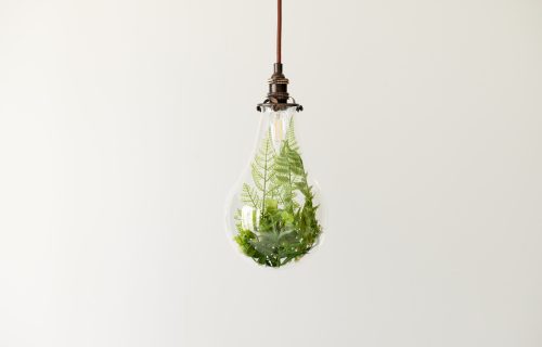 A photo of plants in a light bulb. Figurative visuals of green power, renewable energy and environmental protection.