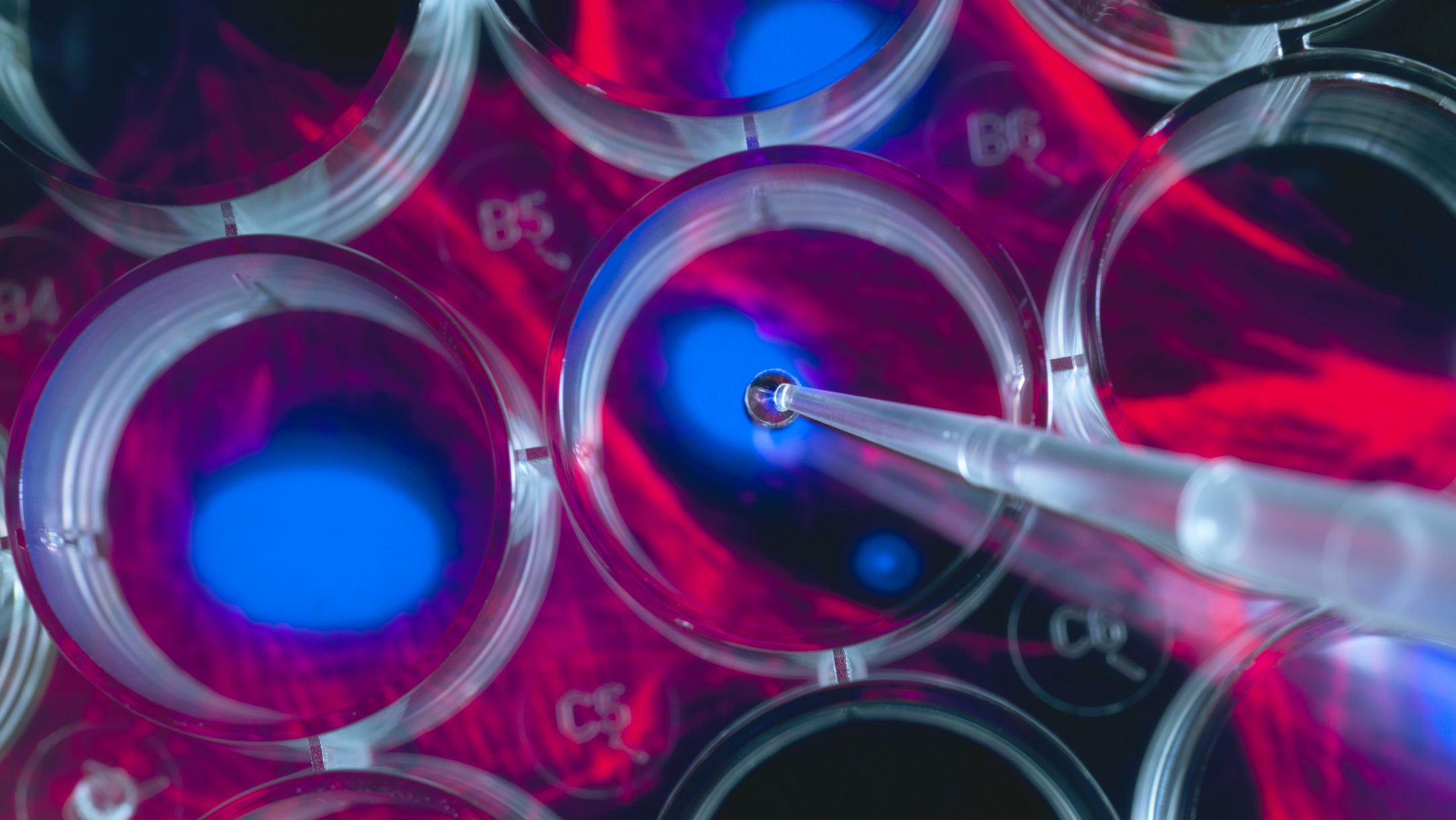 Stem cell research, scientist pipetting cells into a multi well plate with screen image of stem cells in the background