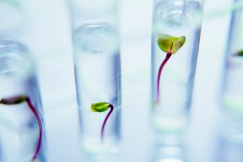 Seedlings in test tubes in laboratory.