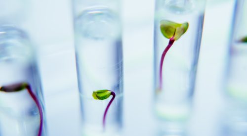 Seedlings in test tubes in laboratory.