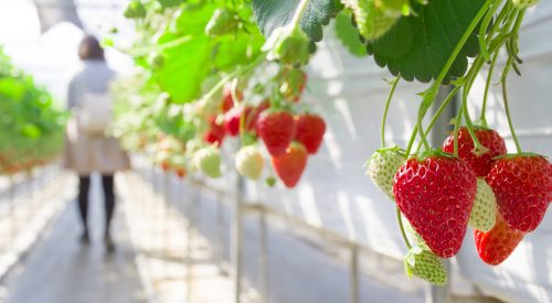 Greenhouse