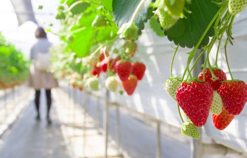 Greenhouse