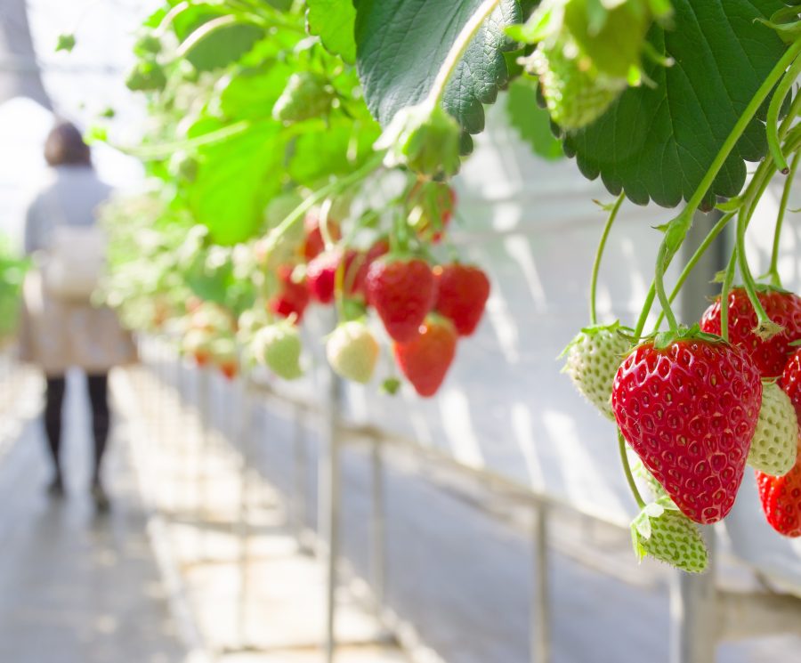 Greenhouse