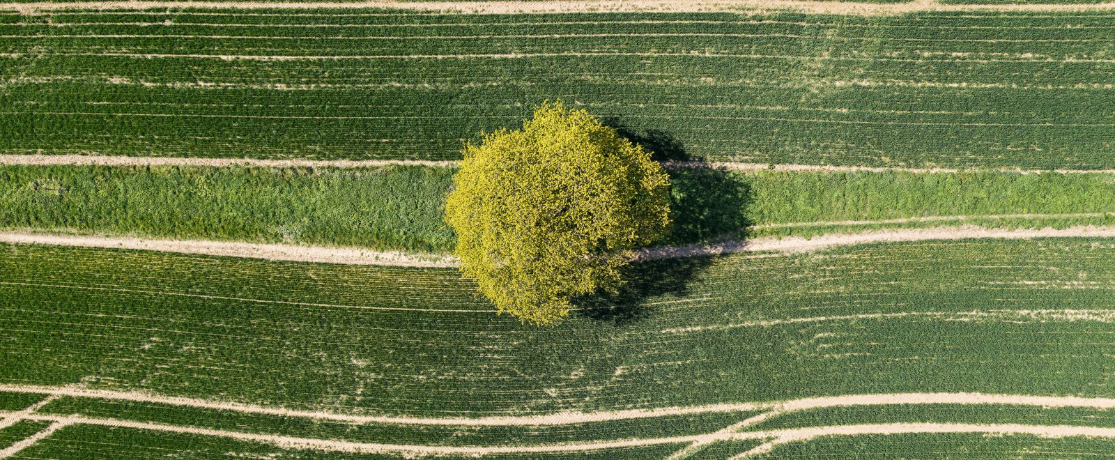 tree on land