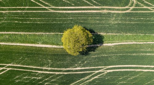 tree on land