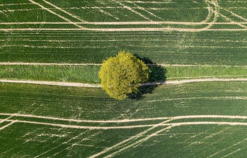 tree on land