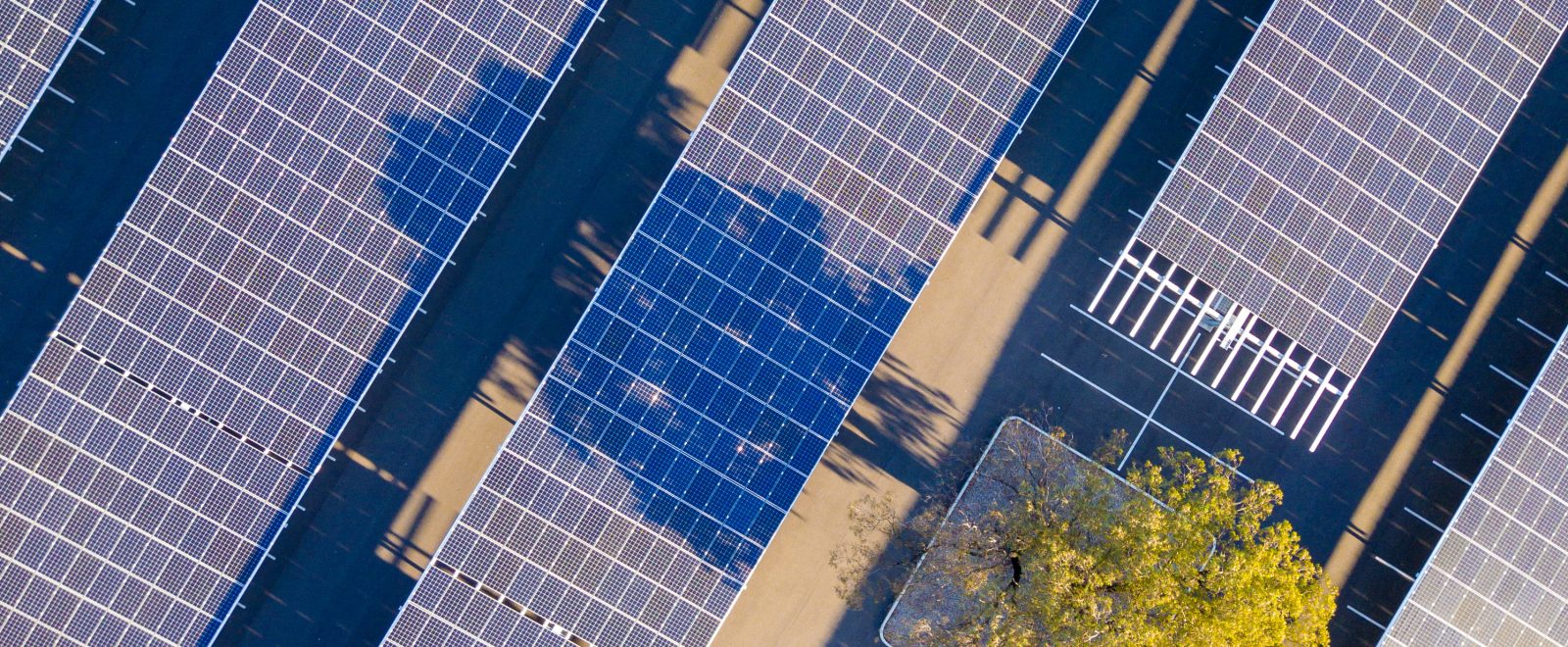 Parking lot solar farm with a gum tree growing