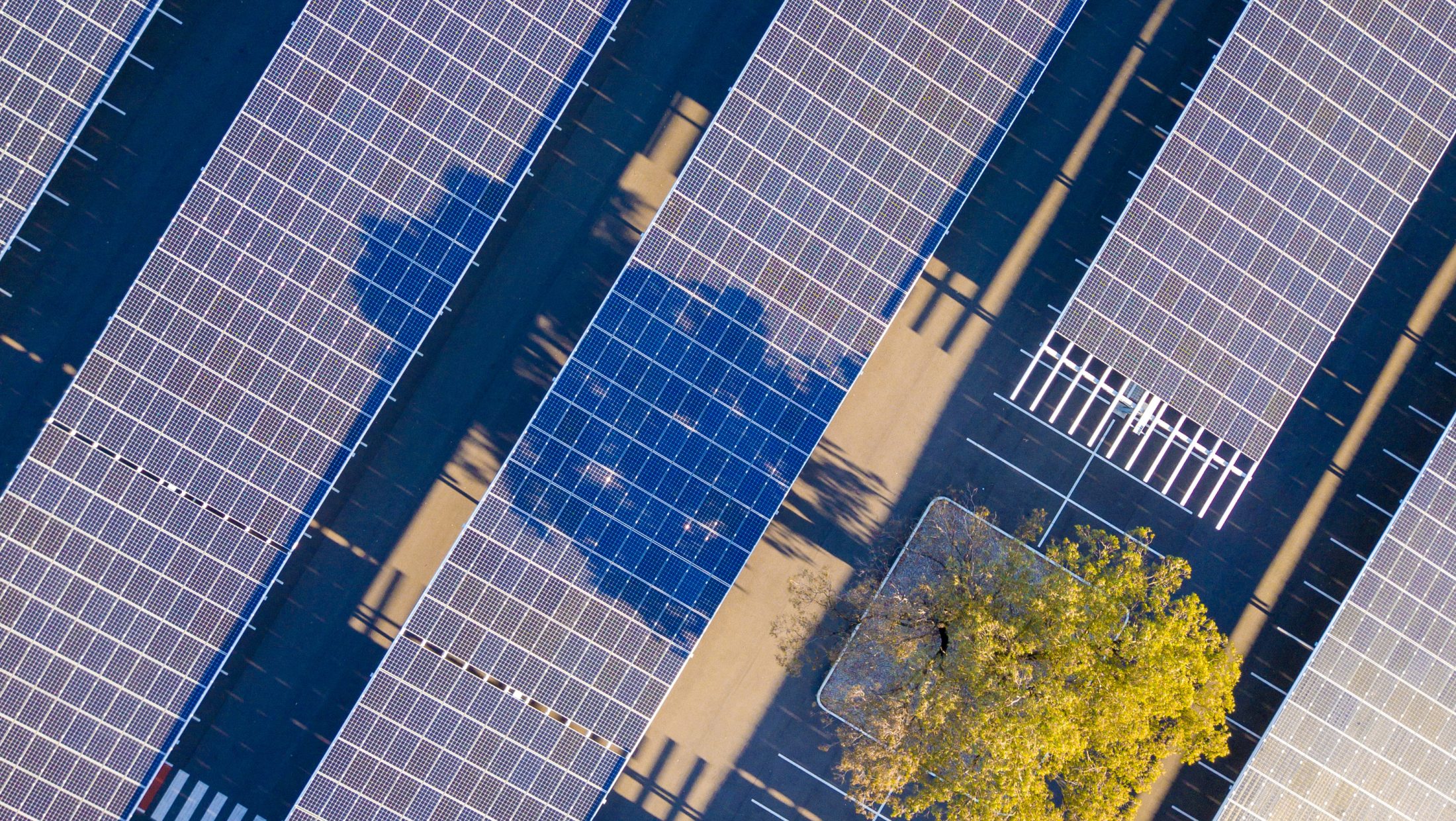 Parking lot solar farm with a gum tree growing