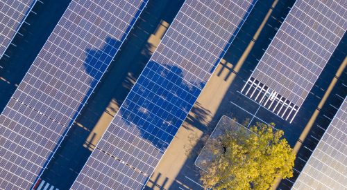 Parking lot solar farm with a gum tree growing