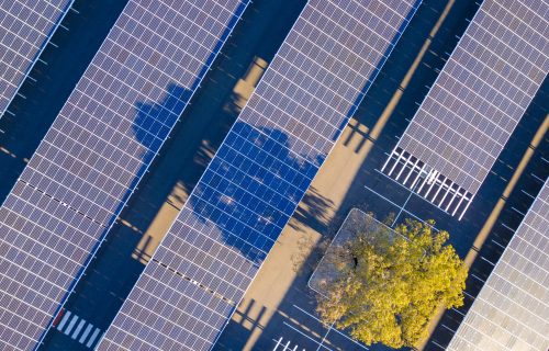 Parking lot solar farm with a gum tree growing