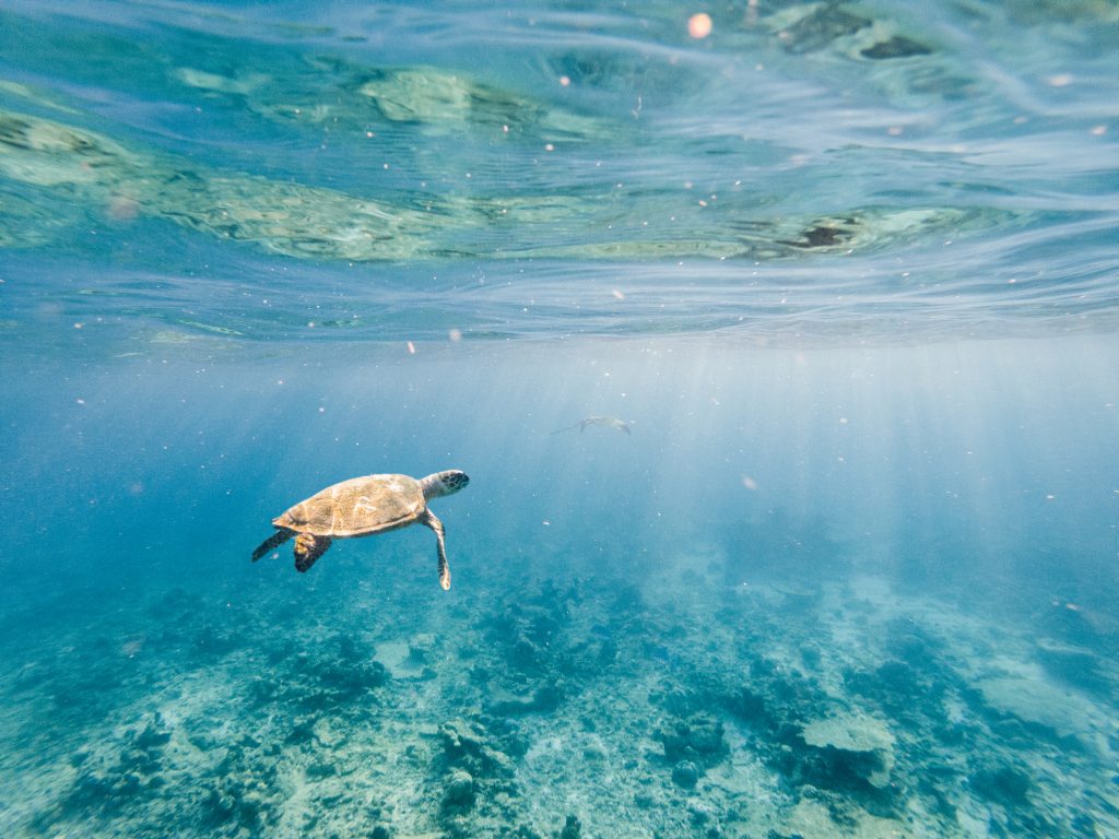 Underwater shot of green turtle swimming on corals