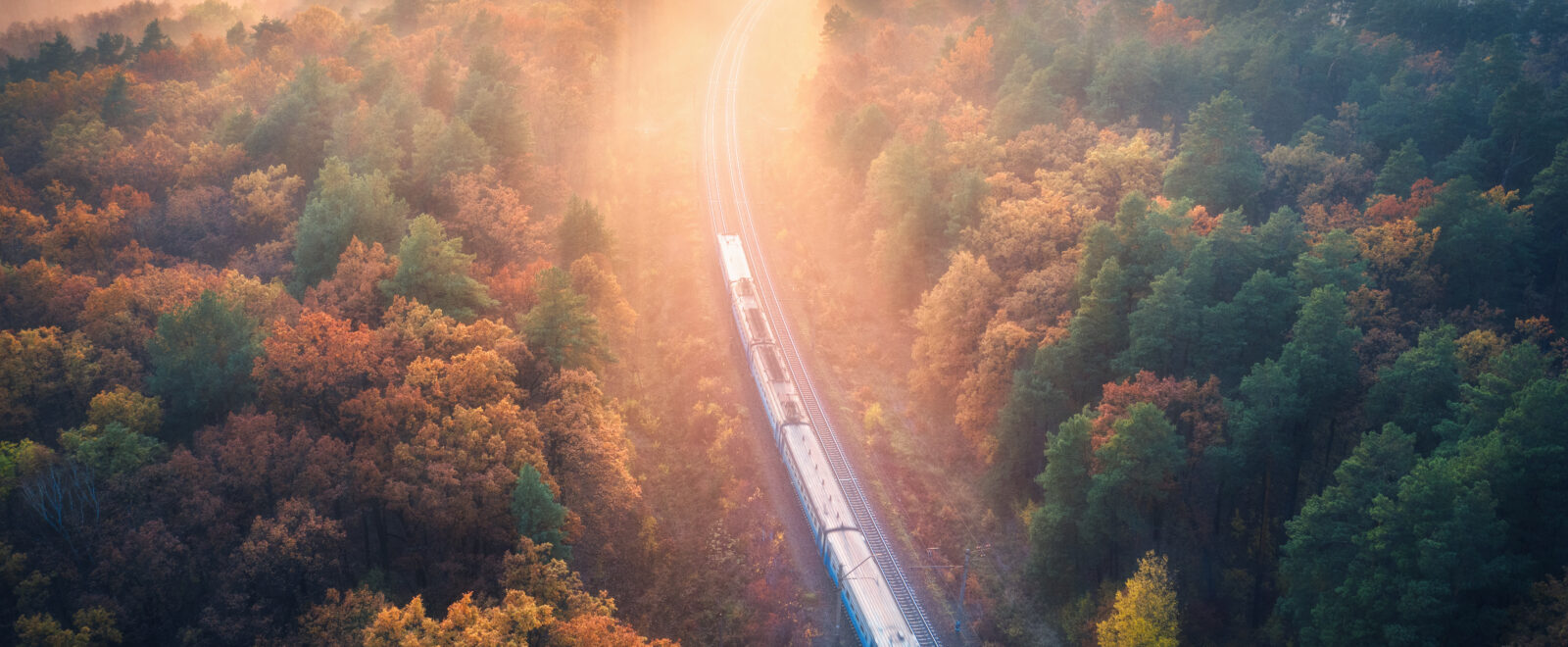 Train travelling through trees