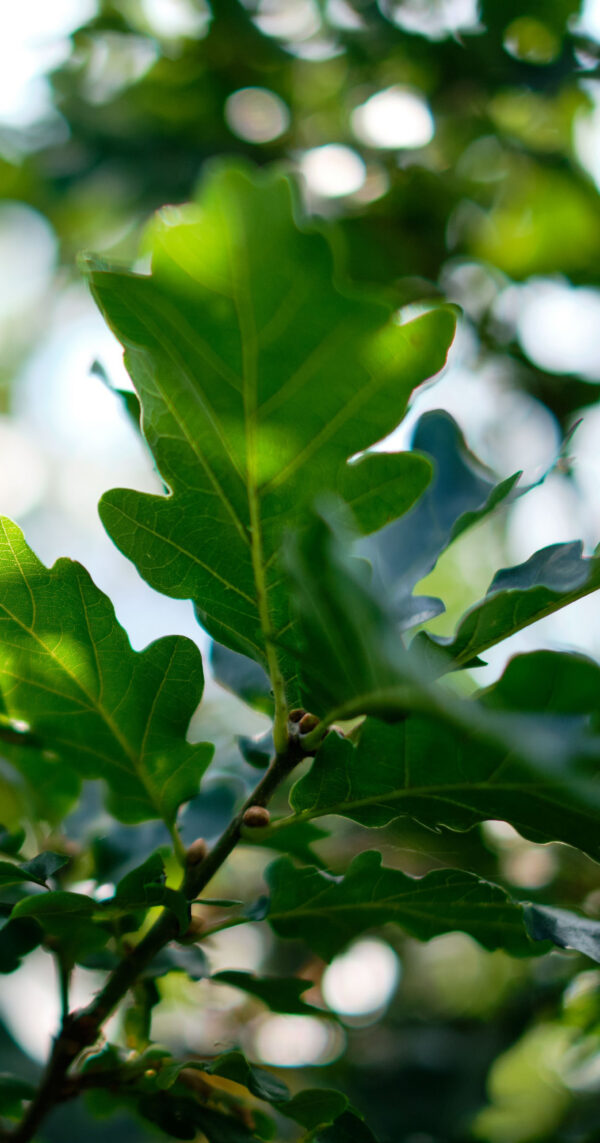 Close up of an oak tree branch and leaves with spots of sunlight showing on the foreground in focus and background not in focus