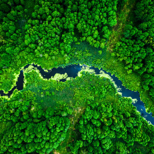 Amazing blooming algae on green river, aerial view
